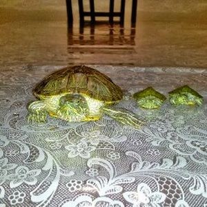 Meet your Posher, Mishel